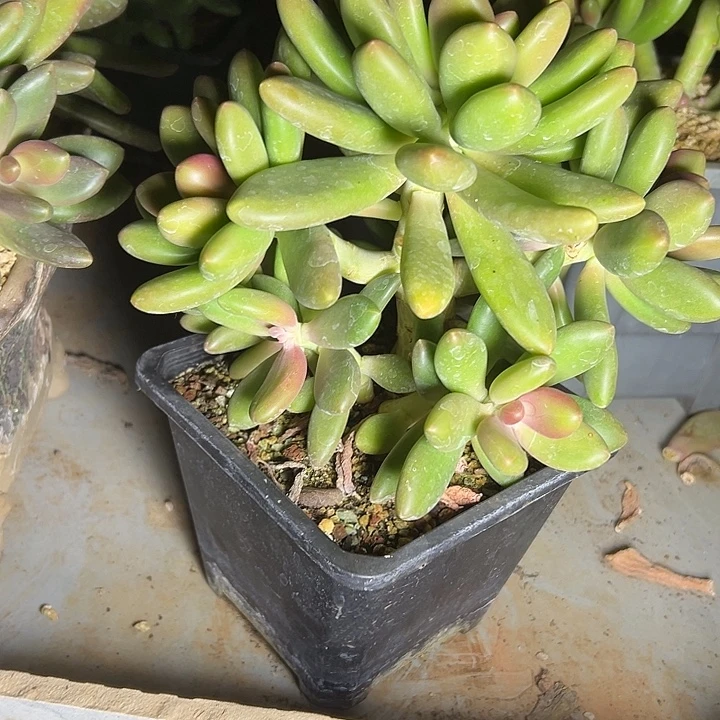 芒果奶群生多头多肉