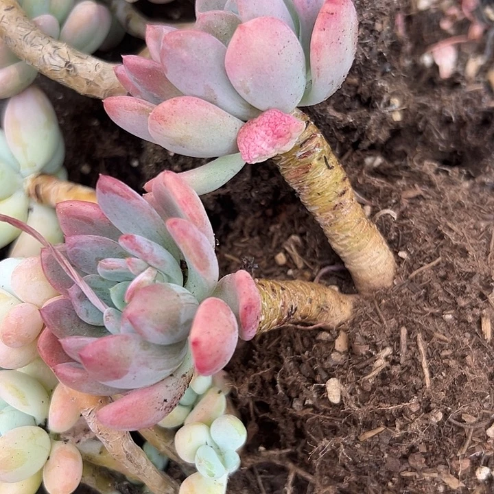 无花朵玛瑙老桩。