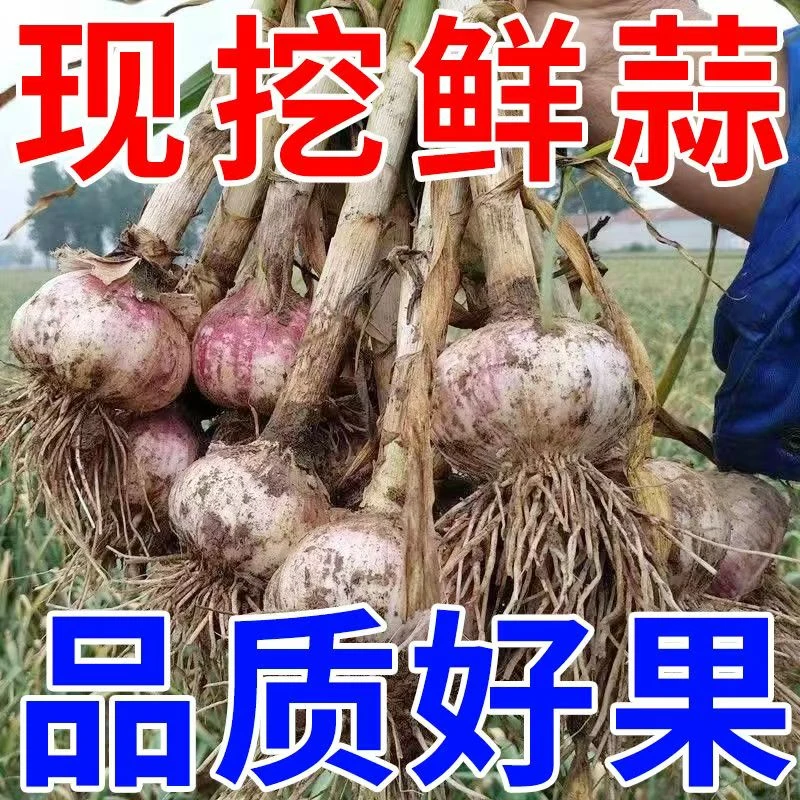 2025云南新鲜现挖紫皮大蒜可腌糖蒜