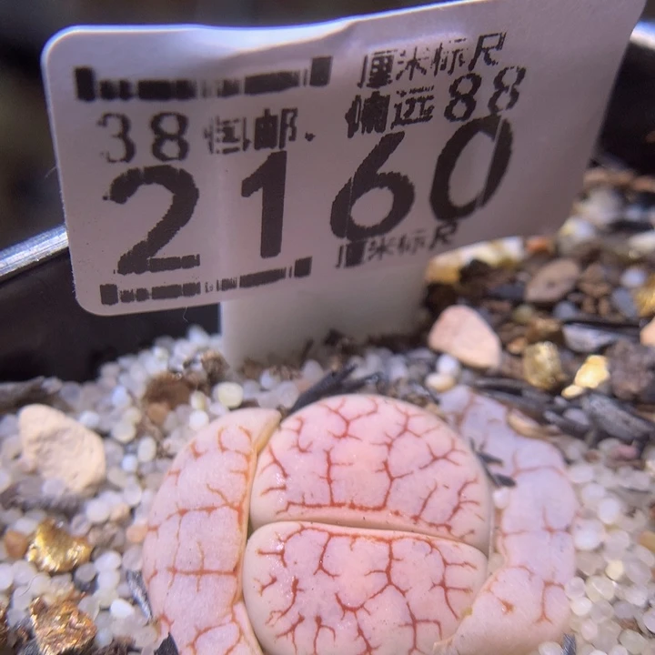 Sss精品生石花2160