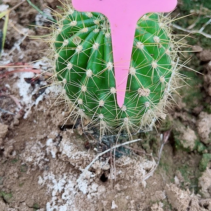 呼***呼毛花柱歪歪 6053 00000