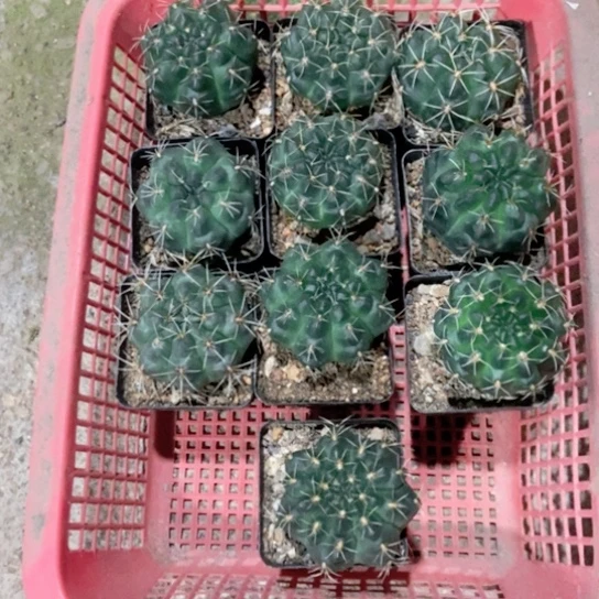 实生绯花玉一物一拍