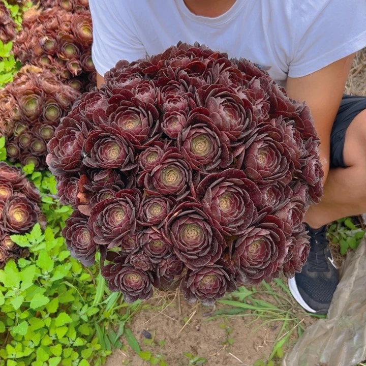 38.8黑魔一棵包邮