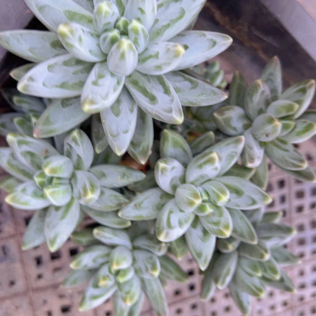一物一拍多肉植物