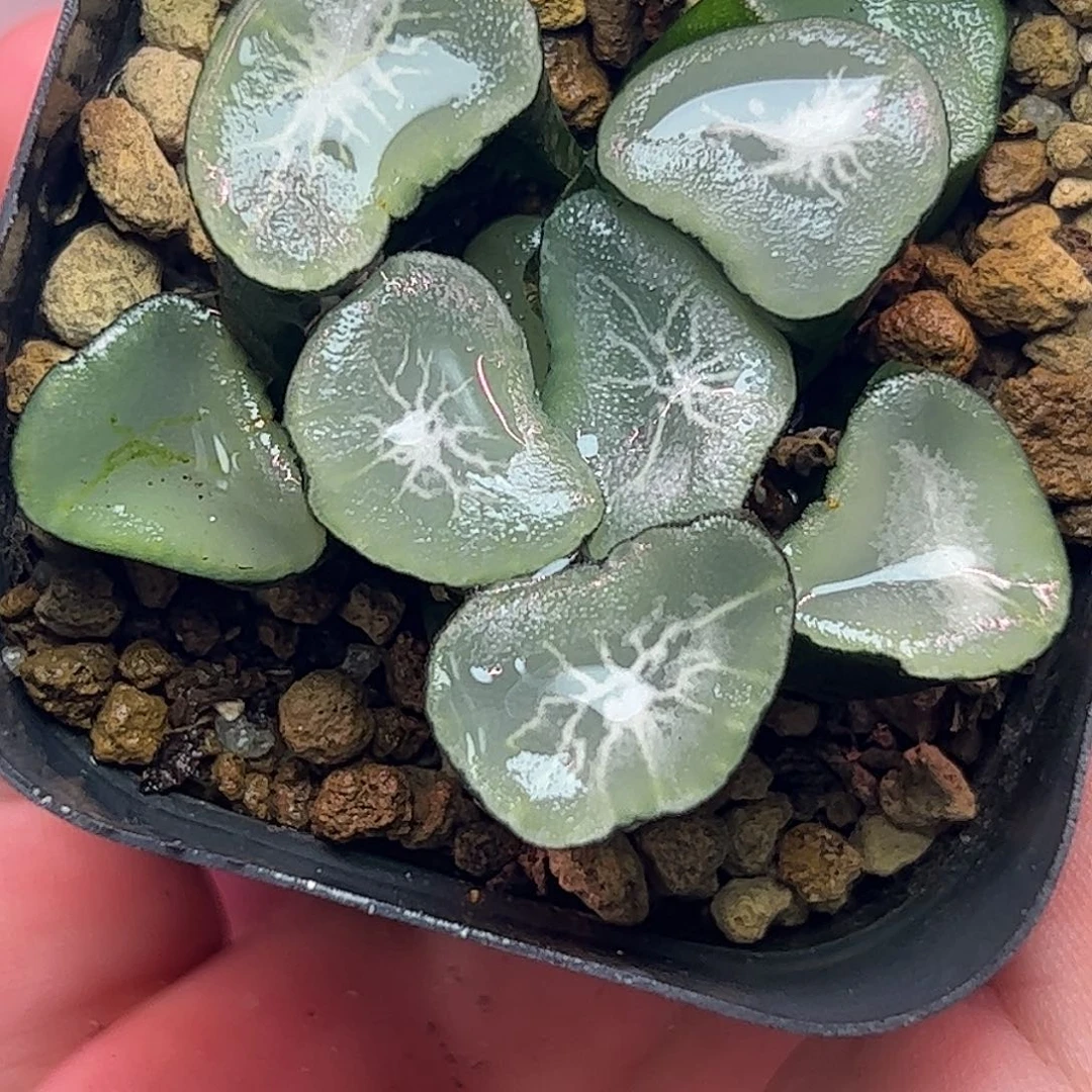 望乡十二卷多肉植物