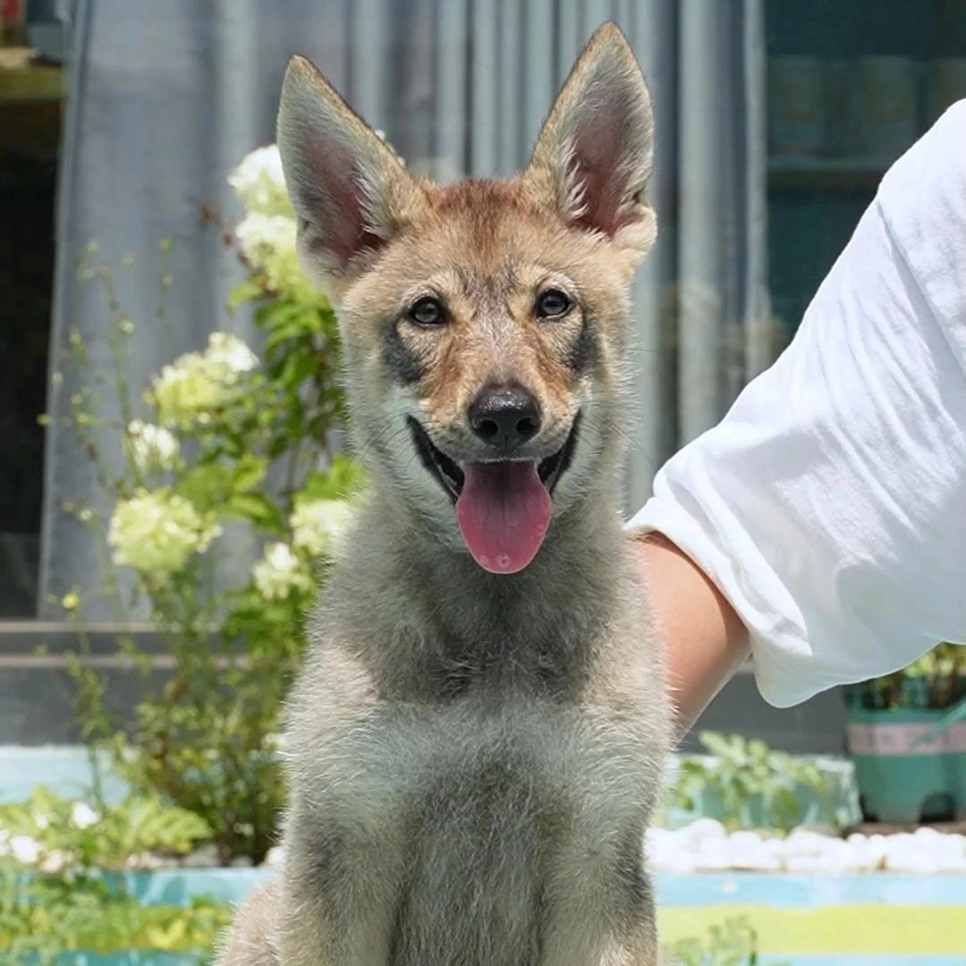 0711拍摄22号带CKU出生纸芯片捷克狼犬妹妹宠物狗①6.14②6.30③7.19