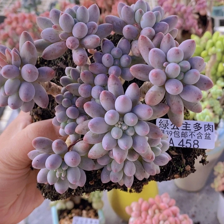 婴儿手指老桩13cm458多肉植物