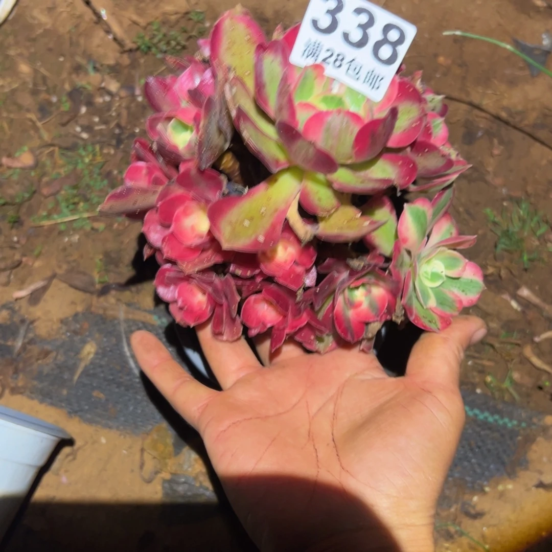 多肉植物338无售后