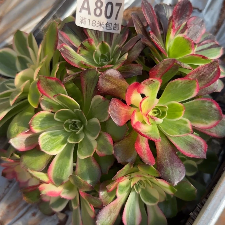 多肉法师伯爵朵朵