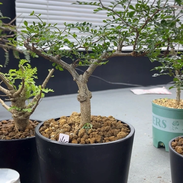 象足漆树一物一拍