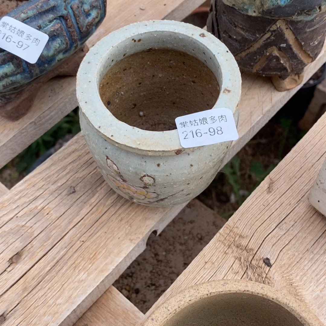 红陶橙**贝98号多肉盆一个呀