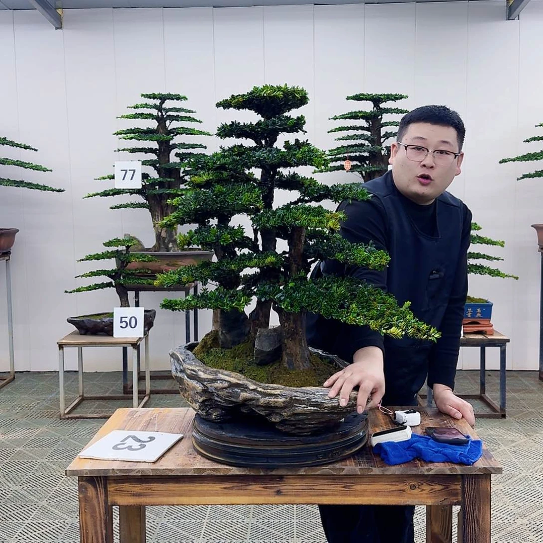 盆景罗汉松造型盆景