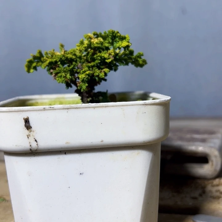 君***里无花朵黄金油画石化桧