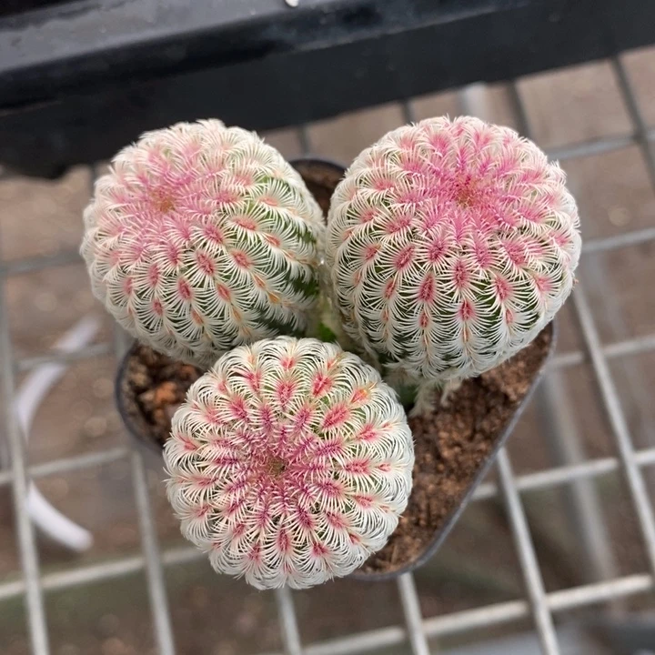 伯克利和格蕾纳等著名音乐