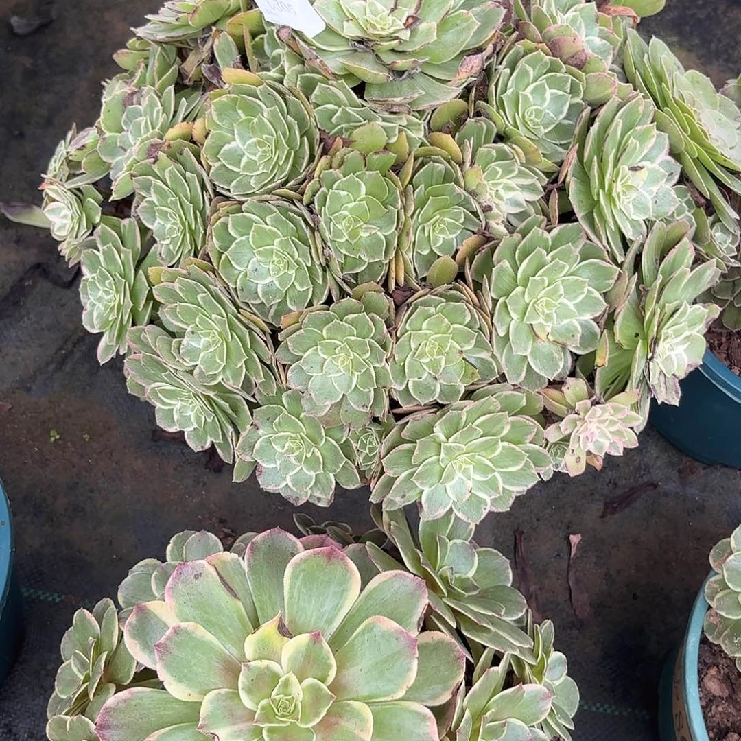 305莲花坐福利特价多肉植物
