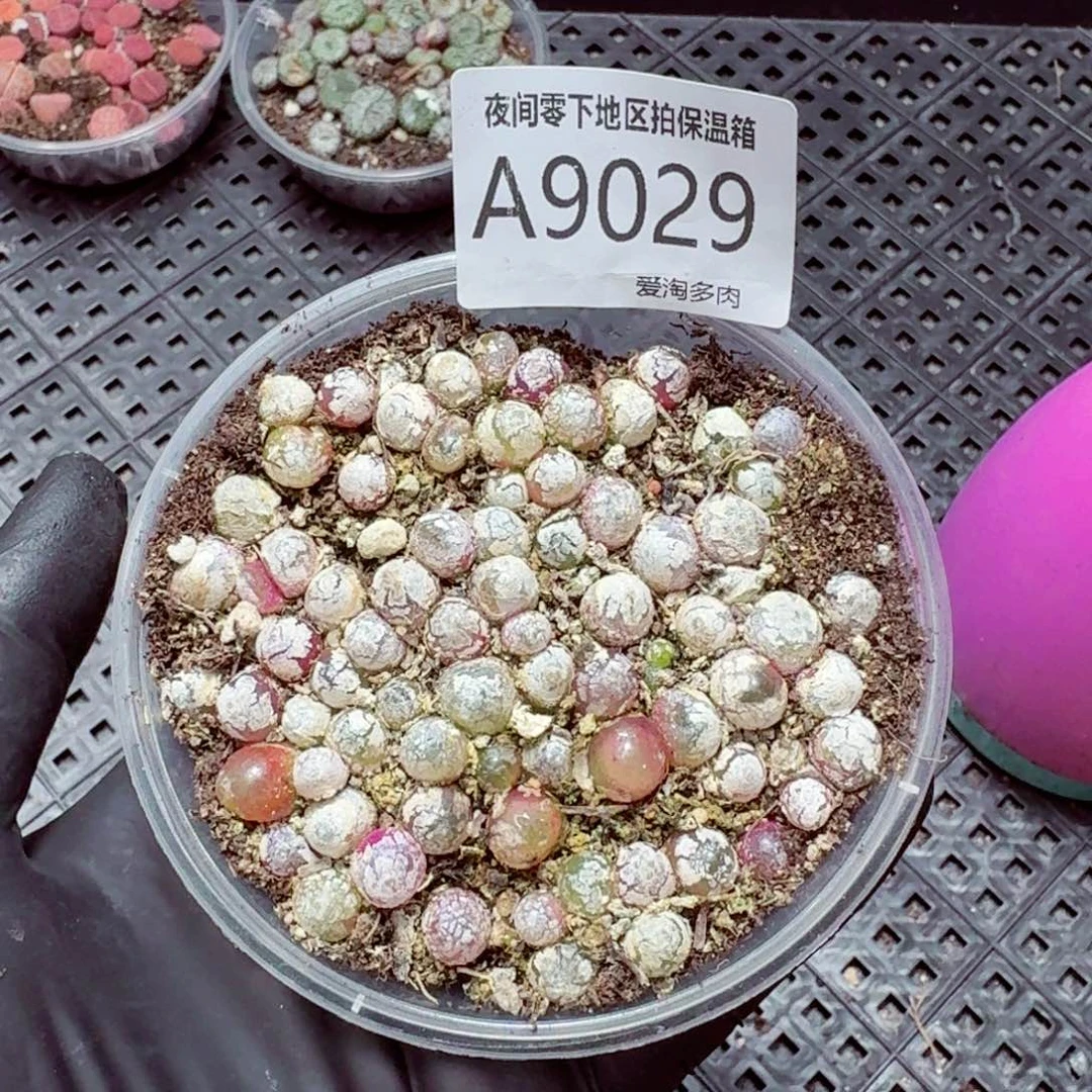 9029––零下地区需拍保温箱