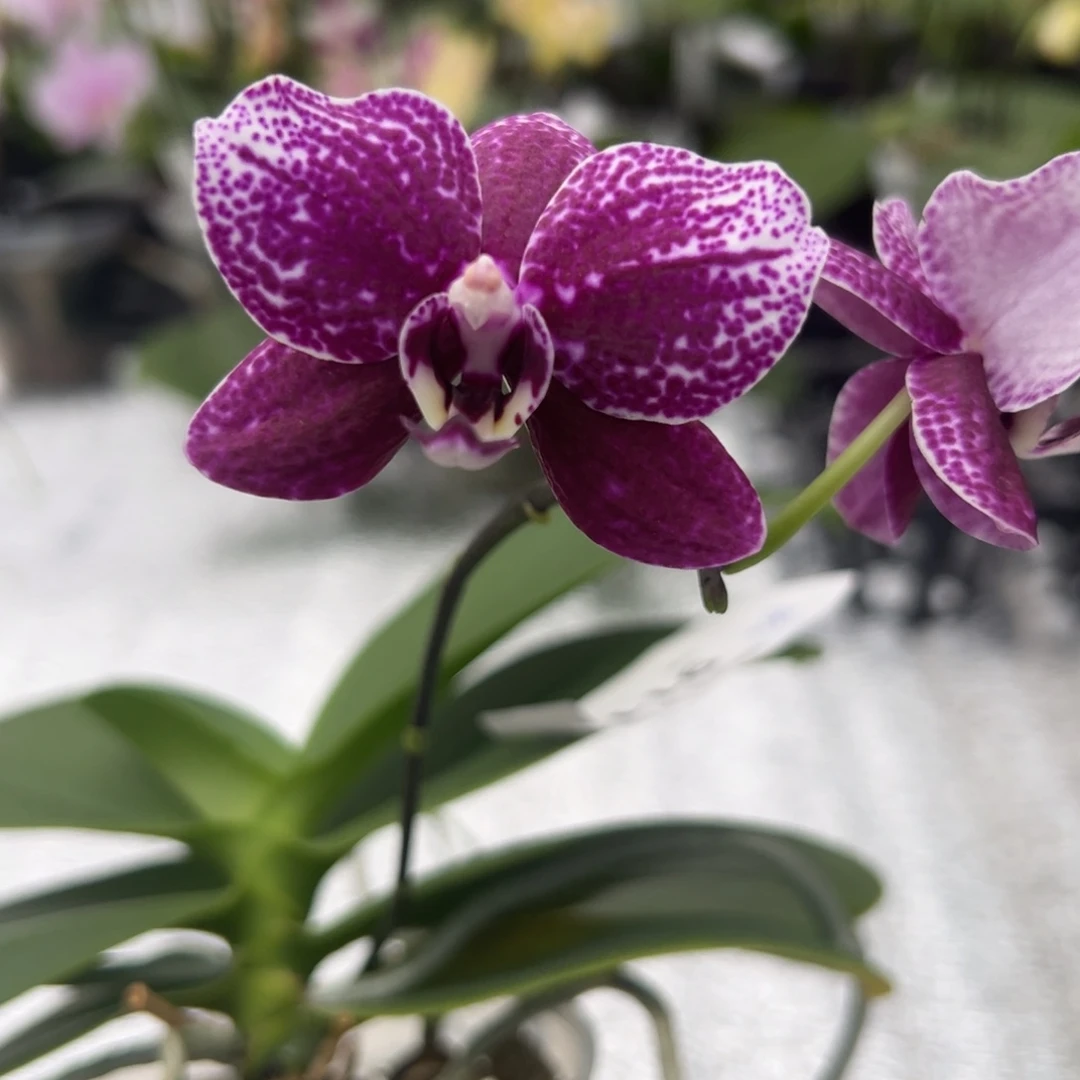 完全开放编号9117。3595