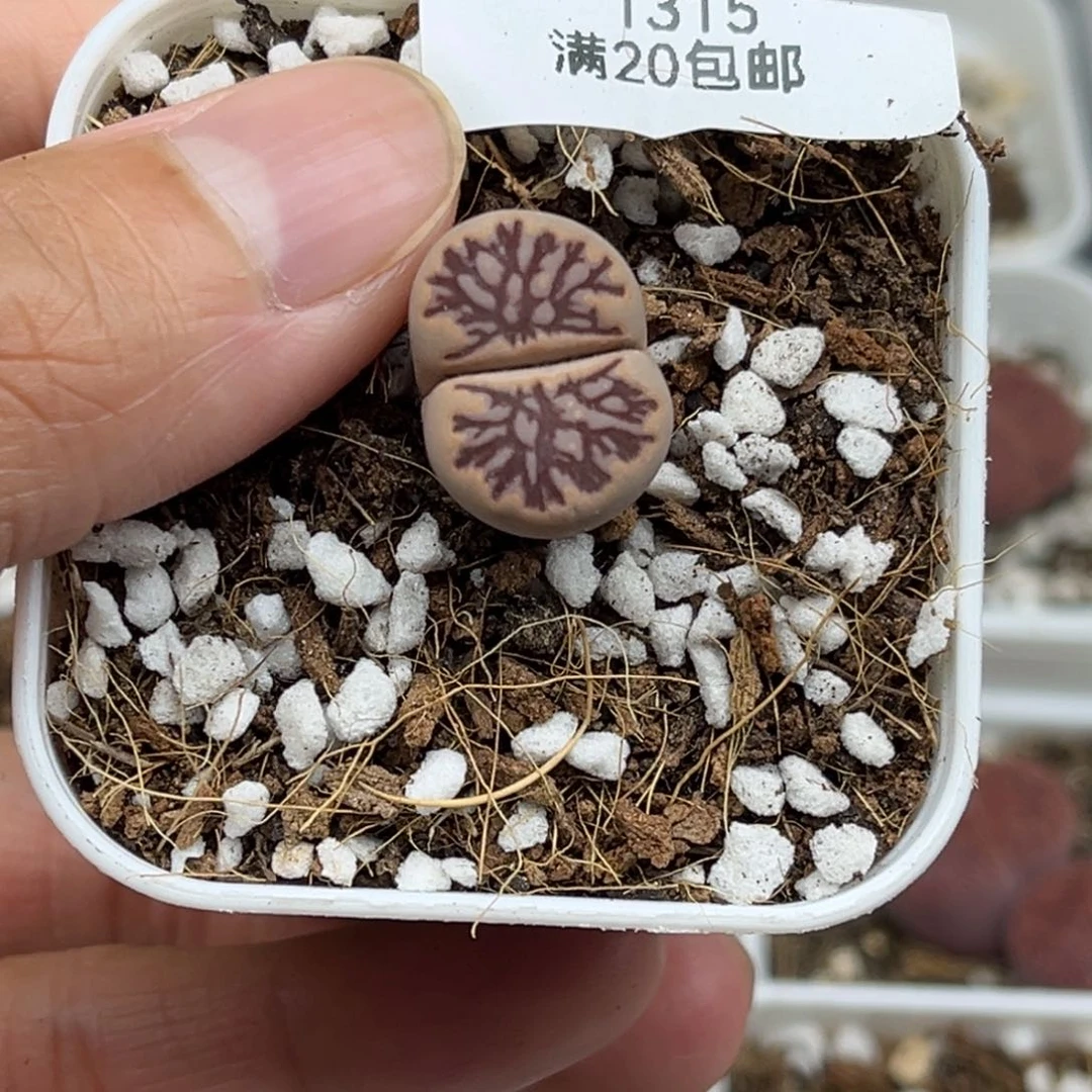 1315号一颗粗血管菊