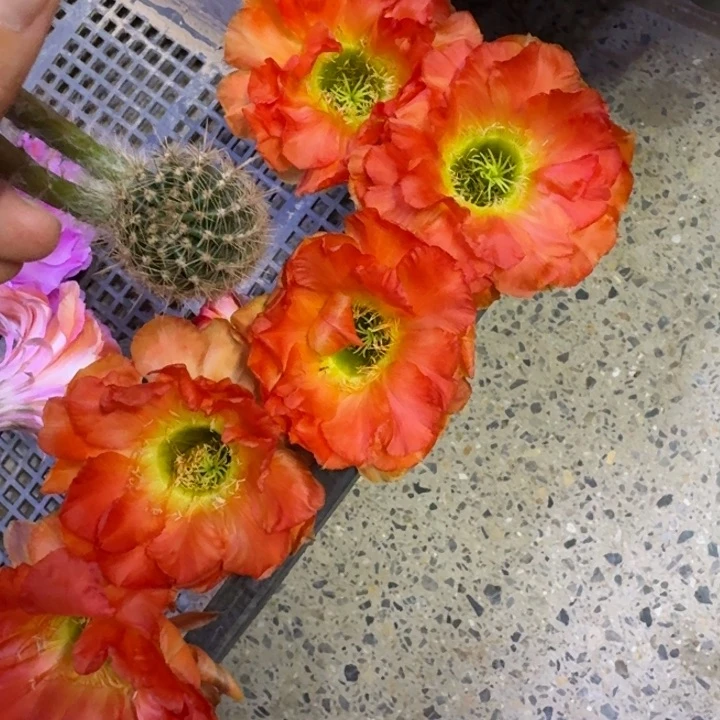 362彩草66歪无根侧牙4公分左右，20包邮