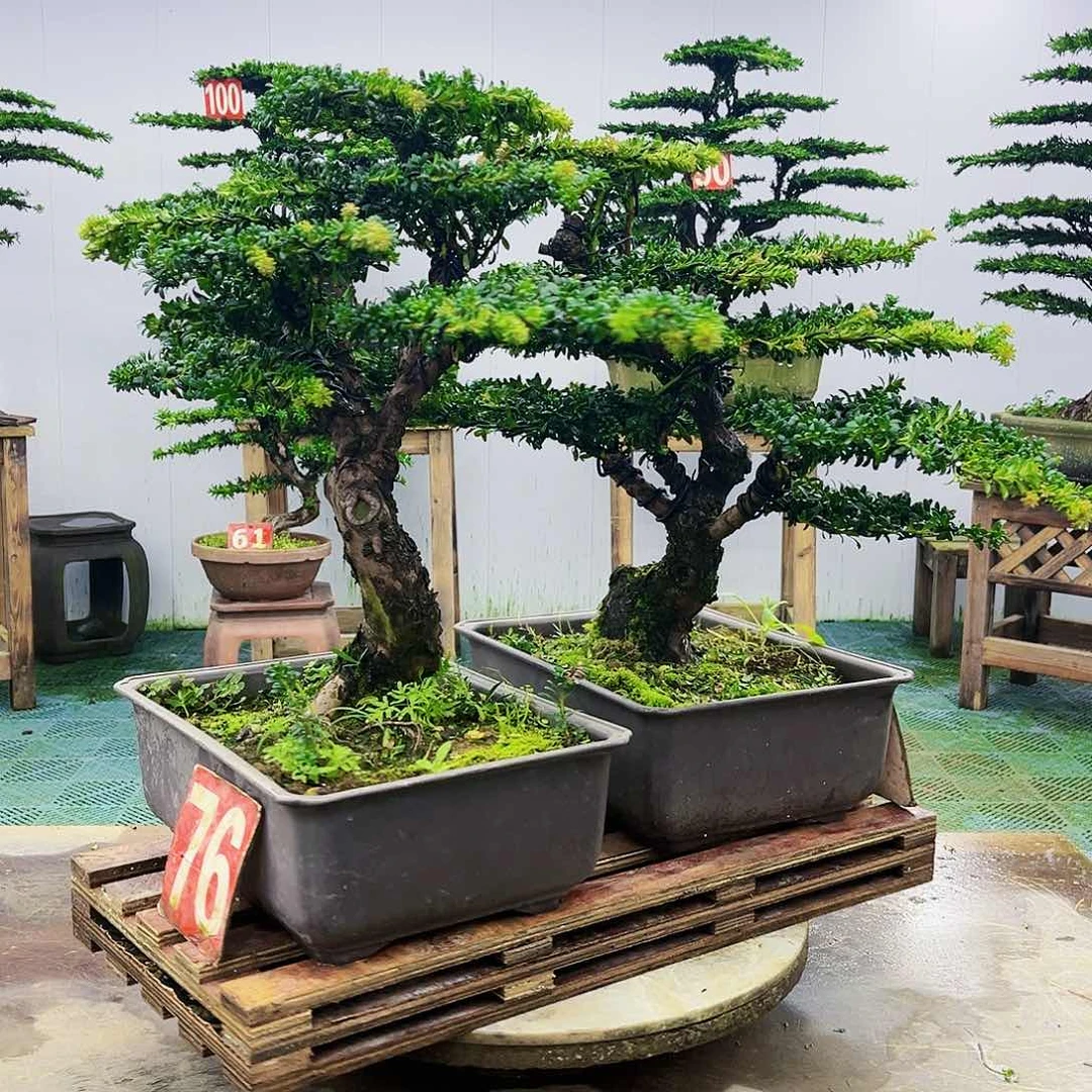完全开放罗汉松盆景