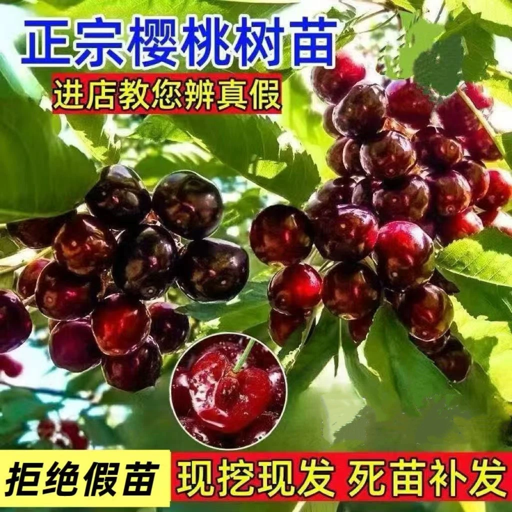 嫁接车厘子树苗樱桃树南北方种植盆栽庭院当年结果矮化水果树果苗