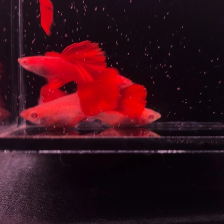 孔雀鱼福利血红5条1公不完美