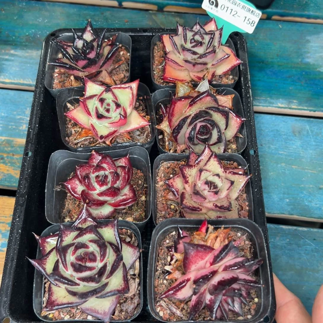 多肉一物一拍0112-158