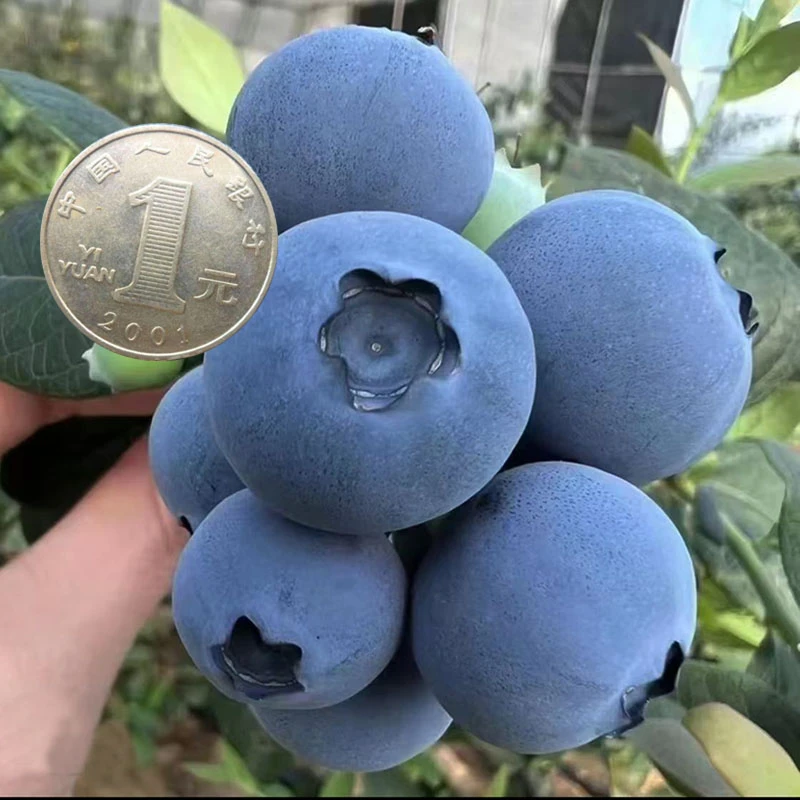 F6正宗花香盆栽带果蓝莓树苗适合南方北方种植原盆土阳台室内
