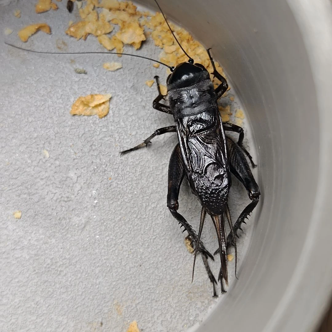 蟋蟀歪门邪调 强哥235