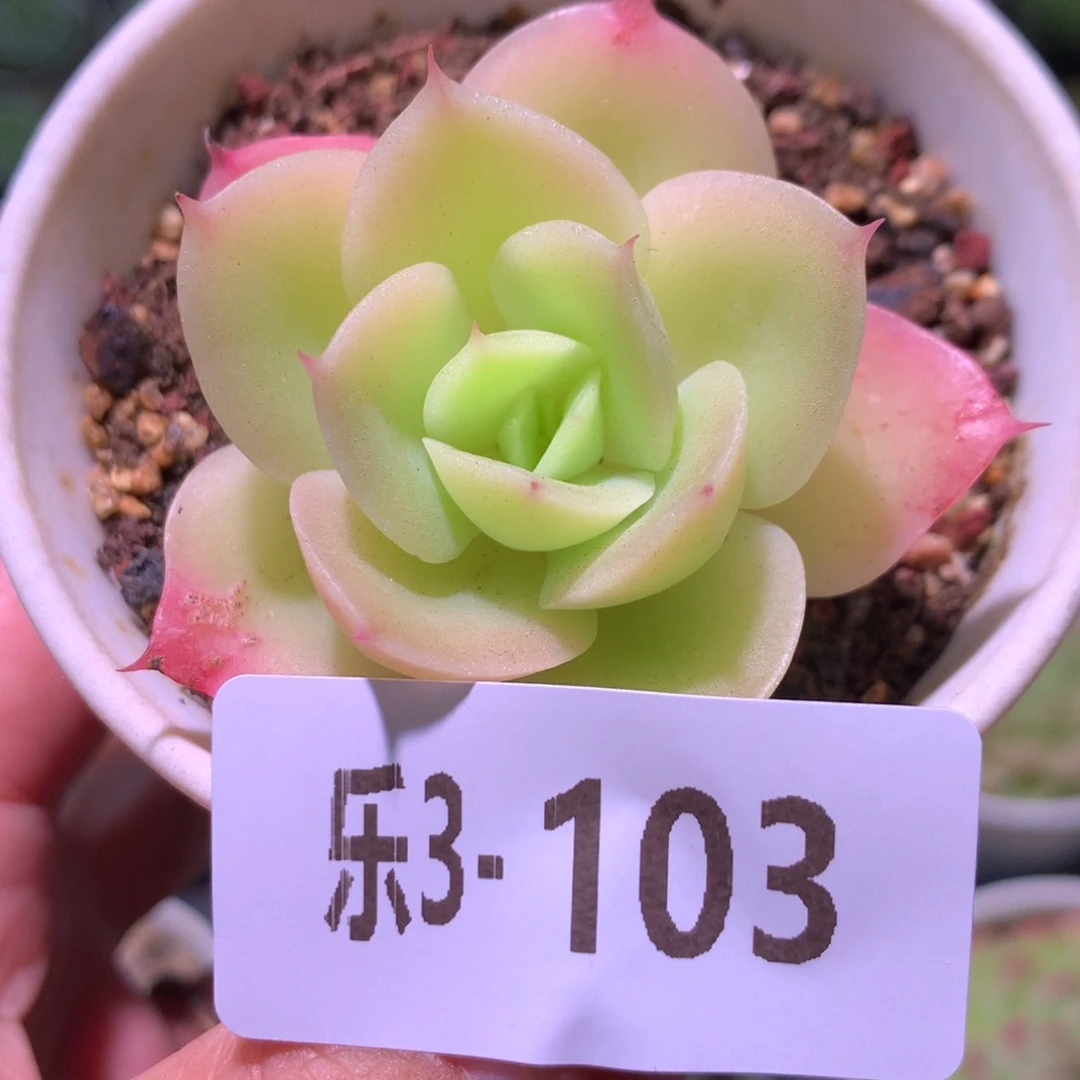 乐然 3-103 柠檬酸橙