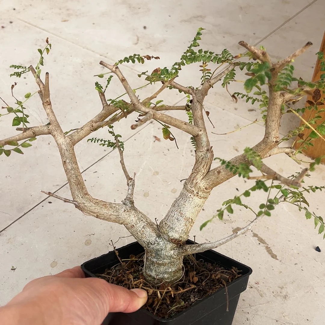 潮流植物园艺尼勒达