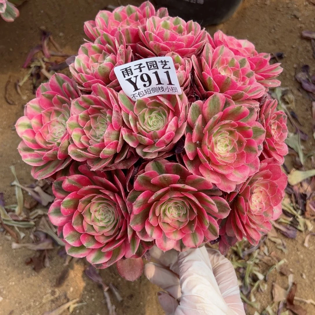 911荔枝尺寸20左右