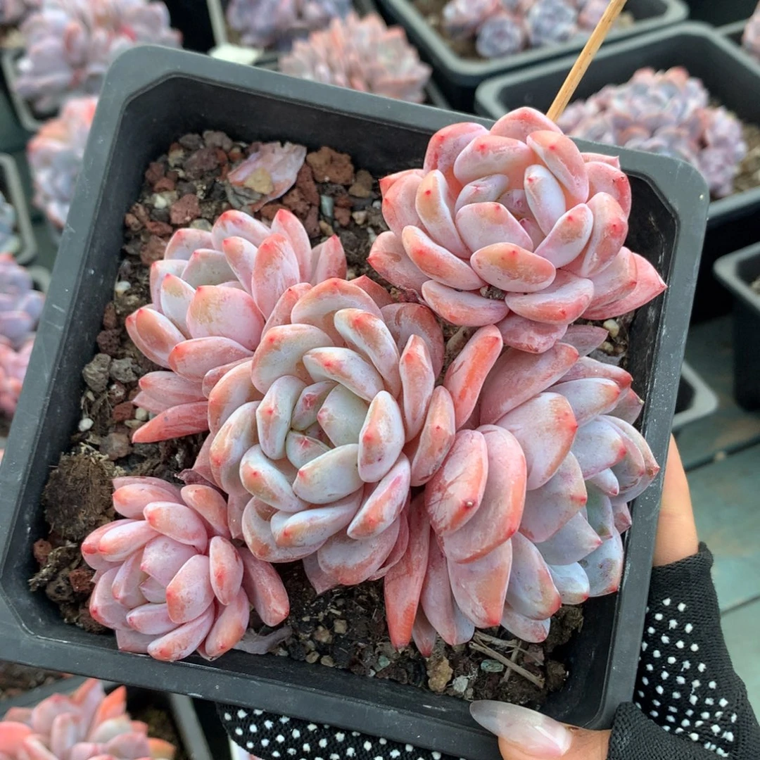 46号星影哈哈哈哈哈哈哈