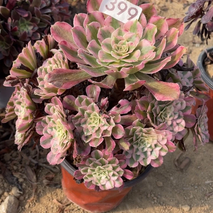 无花朵399多肉植物红铜白