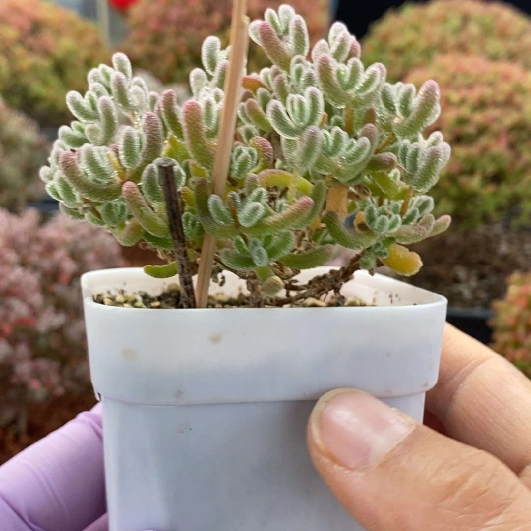 冰晶3636枝干番杏