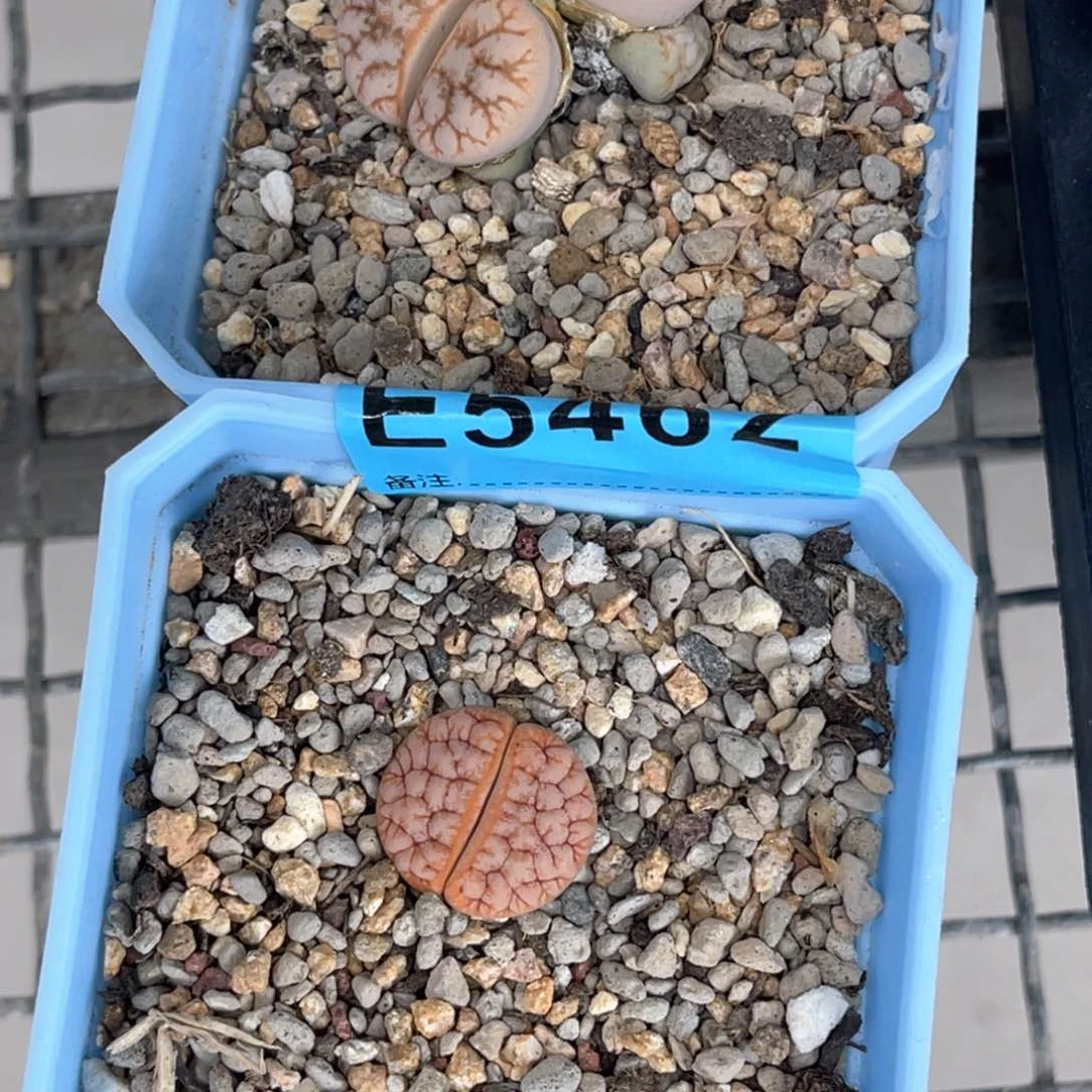 欢***杨5462荒1双头向日葵1下60