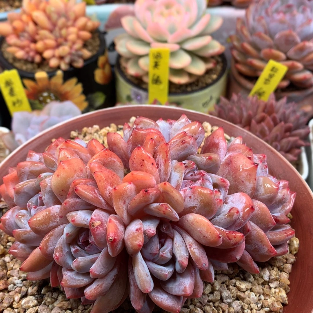 我们家的小仙女们