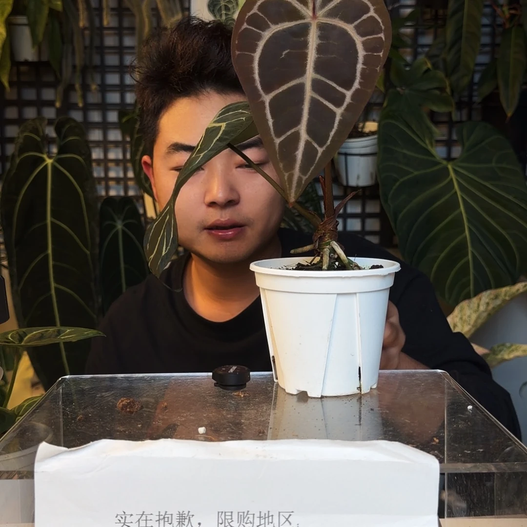 完全开放P46米歇尔杂黑水晶