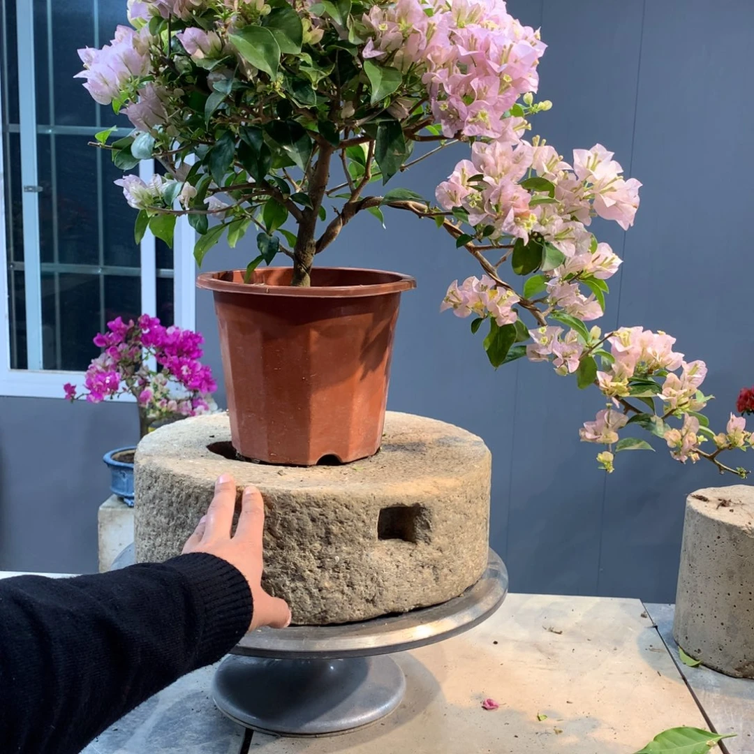 大量花朵（建议范围：8朵-15朵 或40%以上）