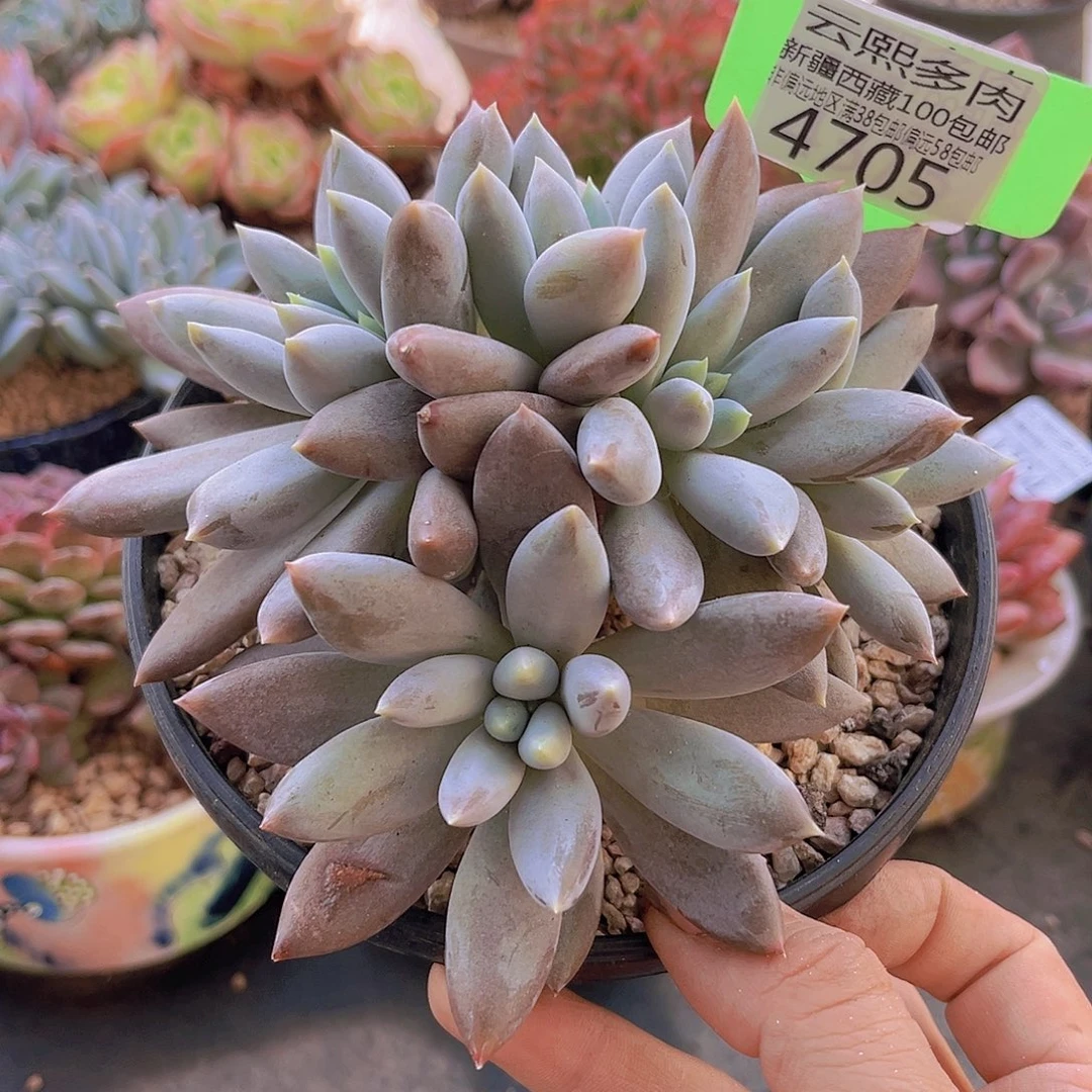 4705哥特萝莉。