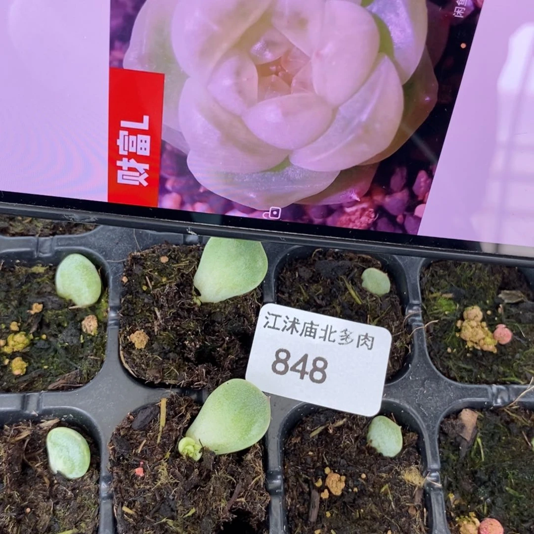 穴盘财富L芽苗一个多肉