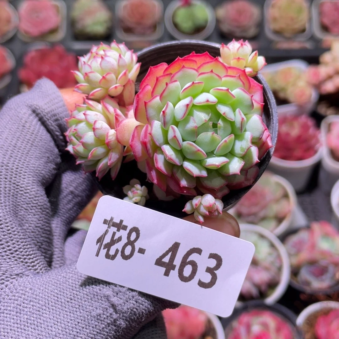 花利美8-463小红船