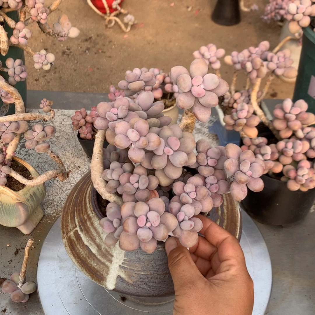 桃蛋老桩不带盆37号