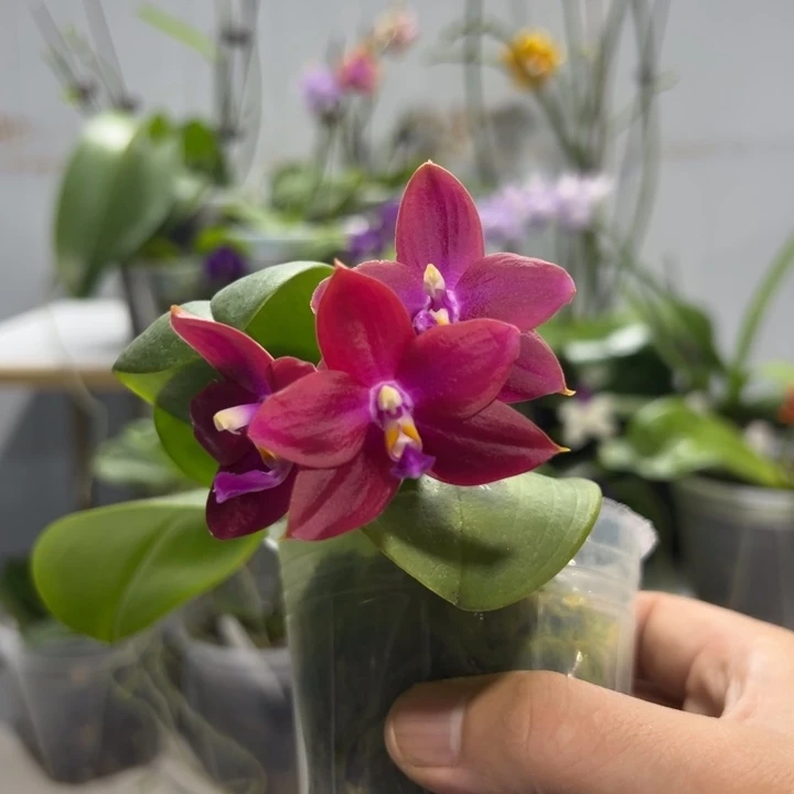 大部分开放少量花苞BKH 1965 2.5寸正红色超美