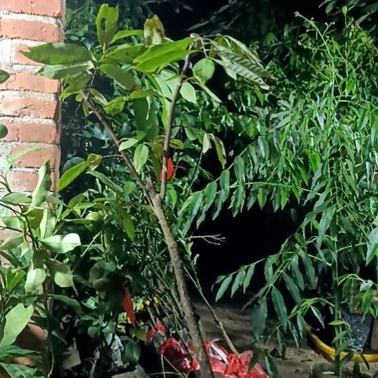 四季龙眼带杯带土发货