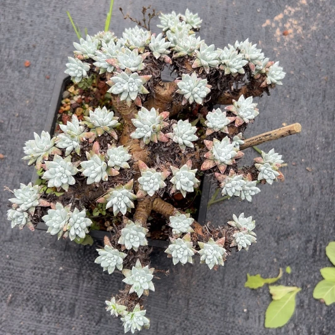 大白菊～一物一拍微瑕761