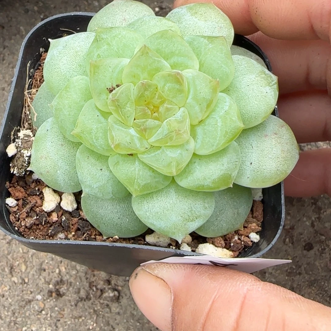 小卡拉米糖心一物一拍12-54