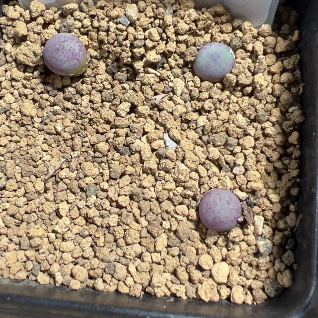 9-24量拍sb1102v嘴3颗。多肉