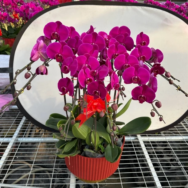 蝴蝶兰大辣椒组盆