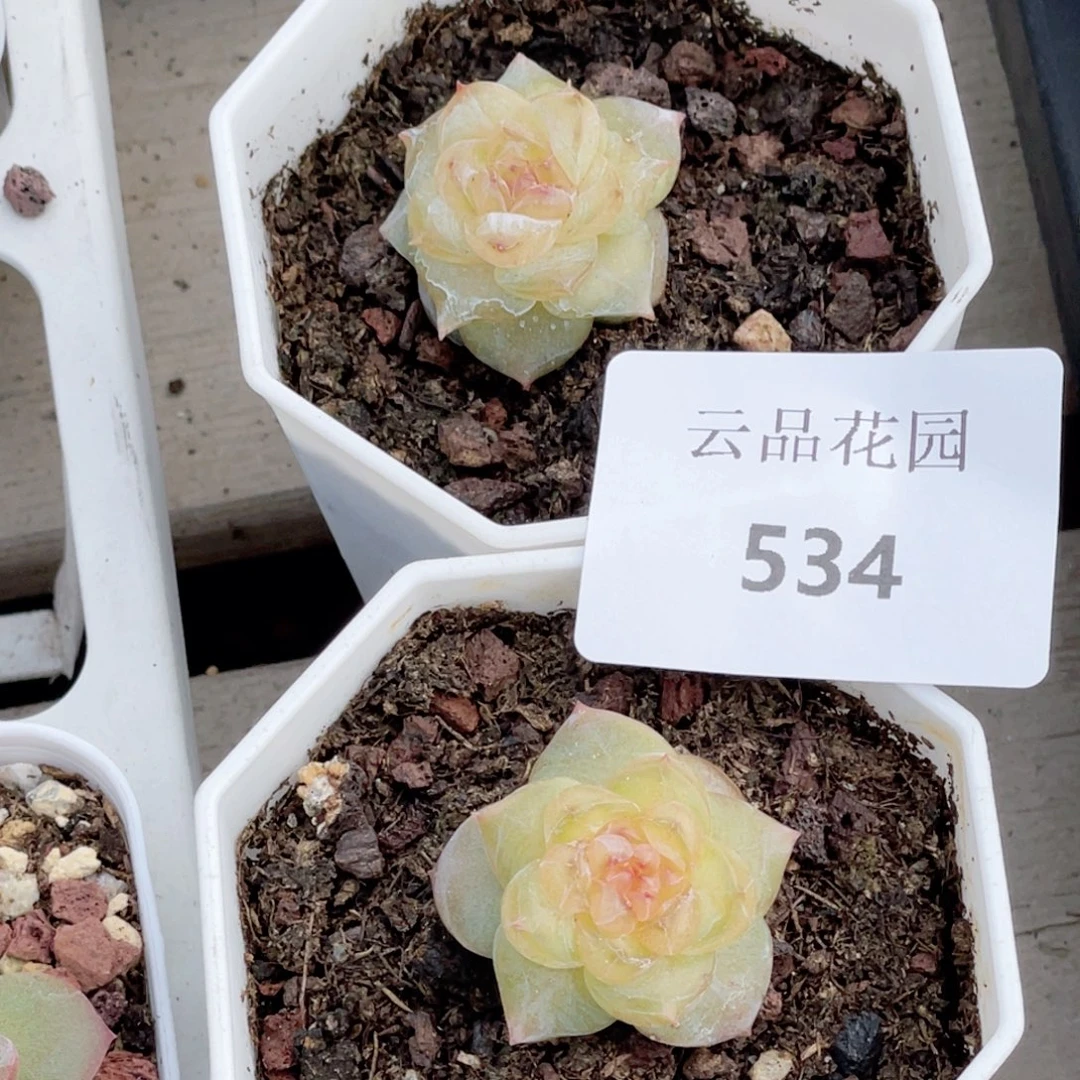 E***y534号糖心冰心珍妮2